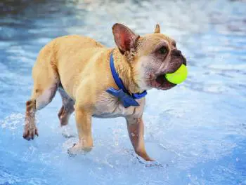 Bully im Pool Vorschaubild