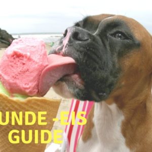 Hunde-Eis Guide