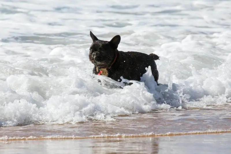 french Bully im Meer