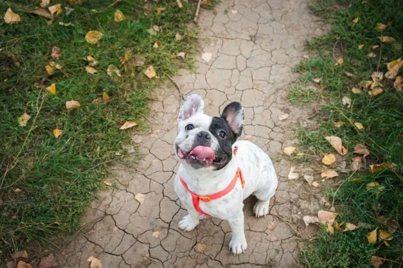 französische Bulldogge wird erzogen