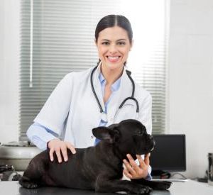 französische Bulldogge beim Tierarzt Vorschaubild
