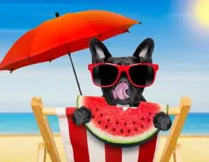 Französische Bulldogge unter einem Sonnenschirm Vorschaubild