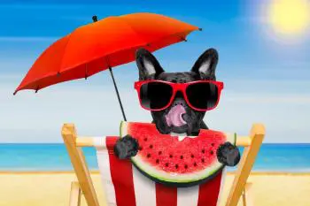 Französische Bulldogge unter einem Sonnenschirm Vorschaubild