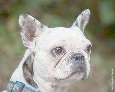 Ginger französische Bulldogge aus dem Tierheim