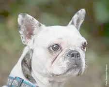 Ginger französische Bulldogge aus dem Tierheim