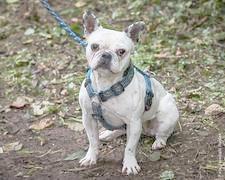 Ginger französische Bulldogge aus dem Tierheim