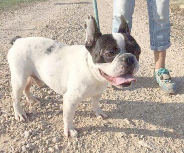 ᐅ Französische Bulldoggen im Tierheim › Die Französische Bulldogge