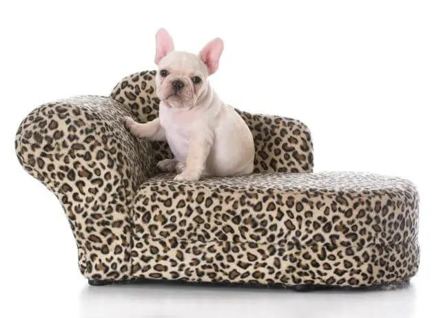 französische Bulldogge auf dem Sofa