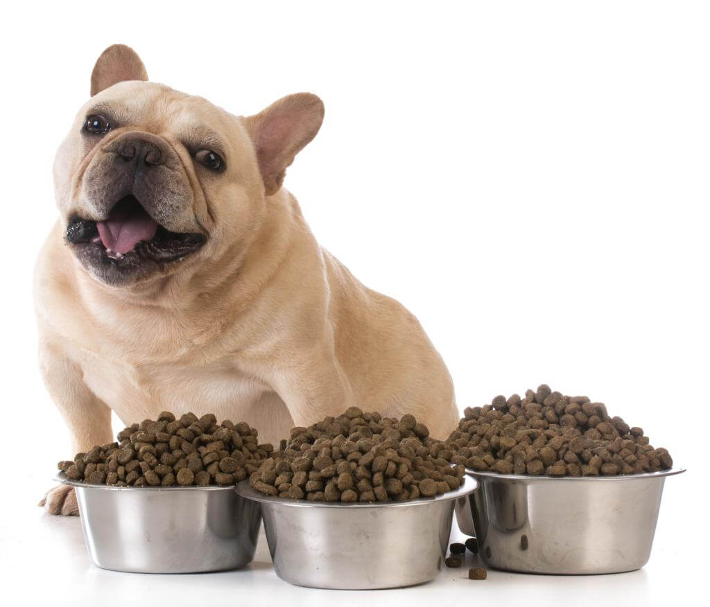 Futter für französische bulldogge - Der absolute Testsieger 