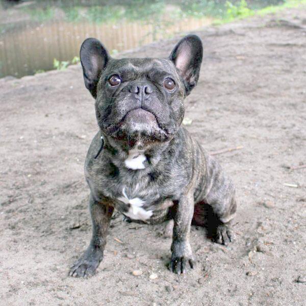 ᐅ Französische Bulldoggen im Tierheim › Französische Bulldoggen Blog