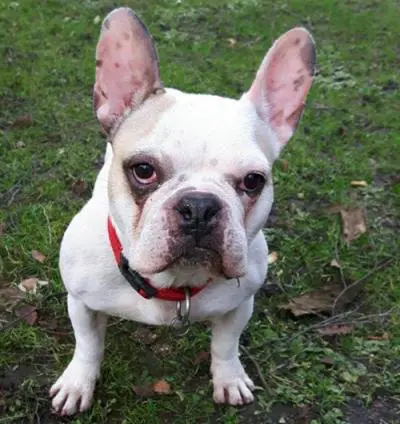 Daddy französische Bulldogge im Tierheim