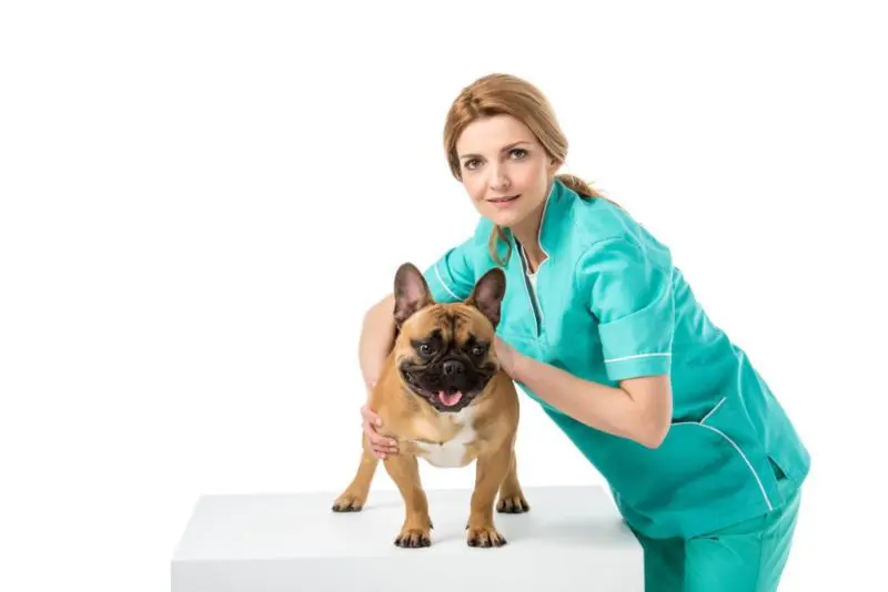 französische Bulldogge mit Arthrose