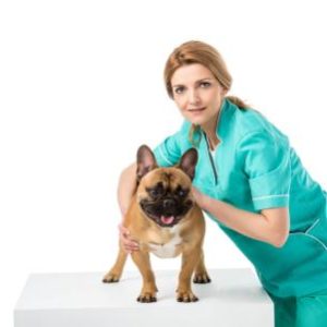 franzoesische Bulldogge mit Arthrose Vorschaubild