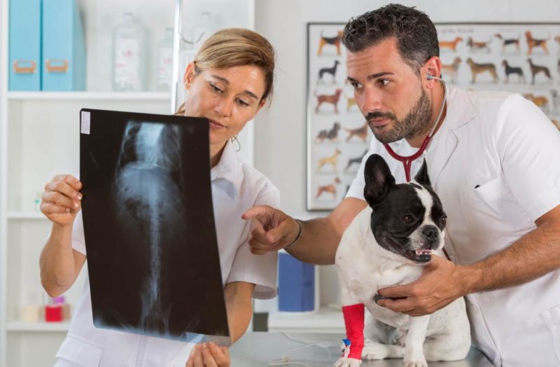 französische Bulldogge mit Arthritis