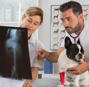 französische Bulldogge mit Arthritis Vorschaubild