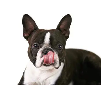 Frenchie