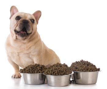 dicke französische Bulldogge