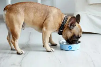 französische Bulldogge frisst