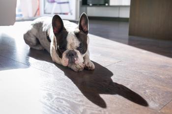 französische Bulldogge in der Sonne