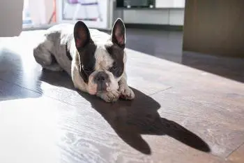 französische Bulldogge in der Sonne