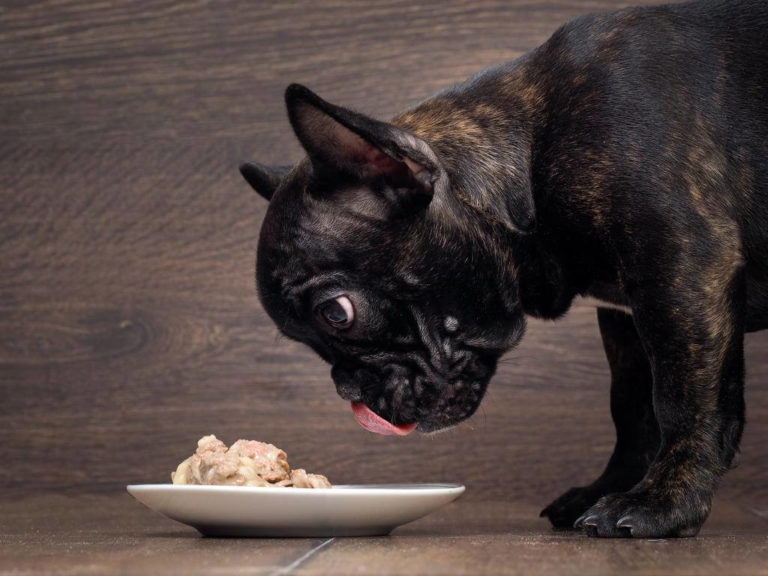 ᐅ Diät Nassfutter für französische Bulldoggen › Französische Bulldoggen Blog - Bully Frisst Nassfutter 768x576