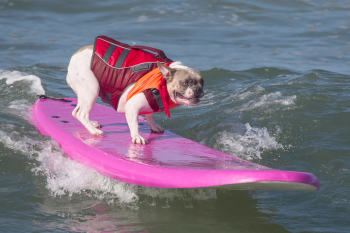 Bully beim surfen