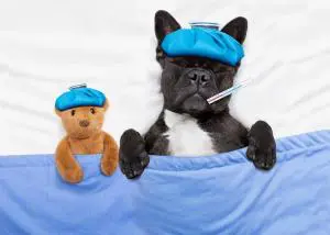 Französische Bulldogge krank im Bett