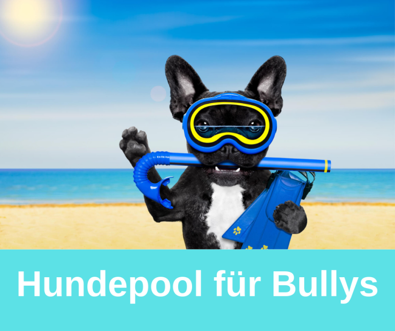 Hundepool für Bullys