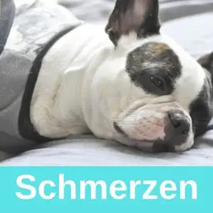 Schmerzen bei der französischen Bulldogge