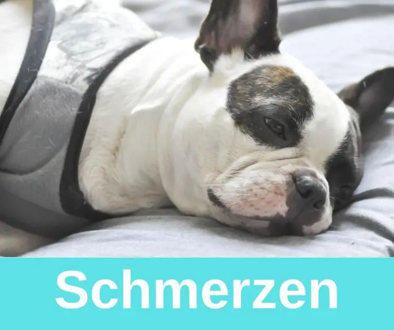 Schmerzen bei der französischen Bulldogge