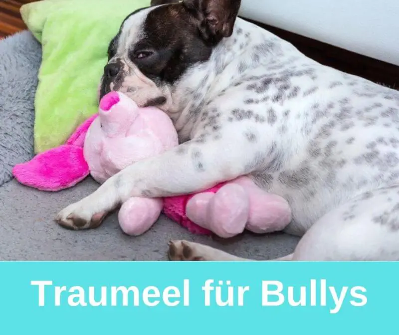 Traumeel für Bullys