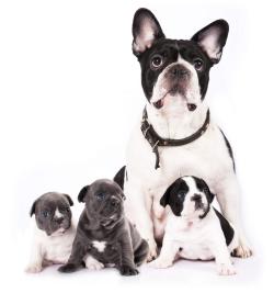 französische Bulldoggen