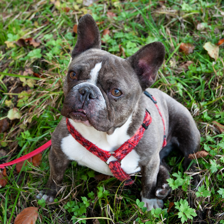 ᐅ Französische Bulldoggen im Tierheim › Französische Bulldoggen Blog