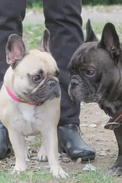 Französische Bulldogge