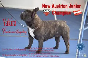 Französische Bulldogge Yakira