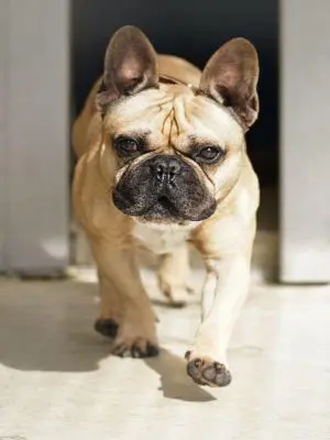 Französische Bulldogge Buddy