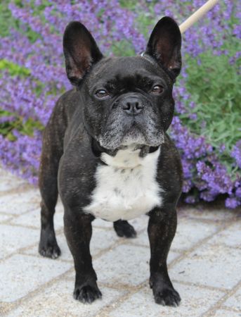 Französische Bulldogge Gizmo