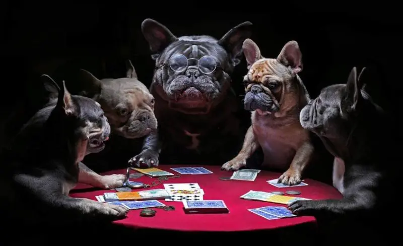 1000-teiliges Puzzle Französische Bulldoggen beim Kartenspielen