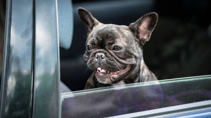 Autoschondecken für Französische Bulldoggen