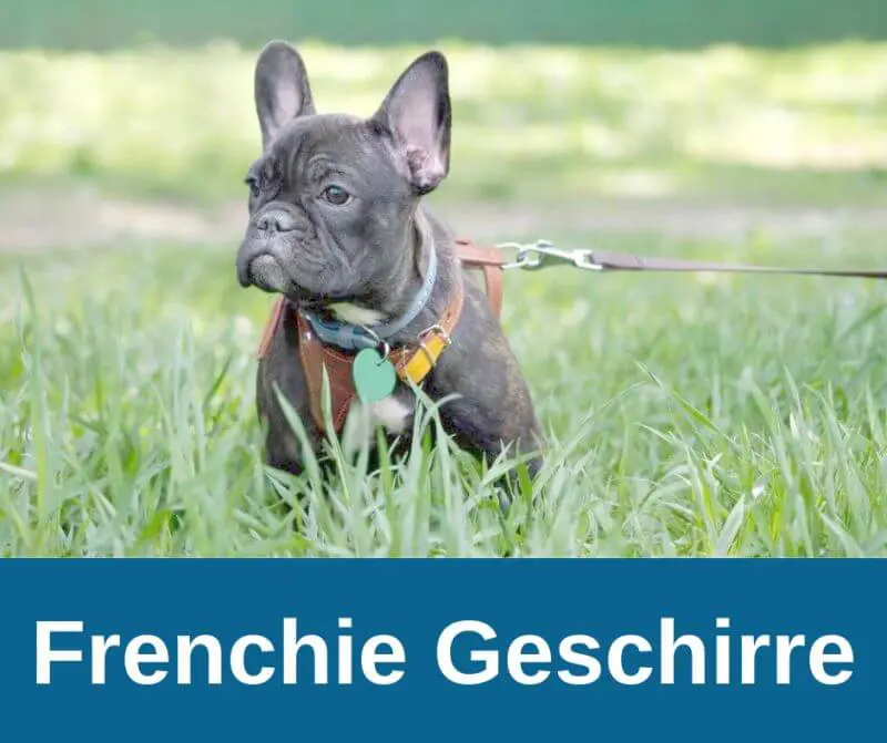 Exklusive Hundegeschirre für deine französische Bulldogge