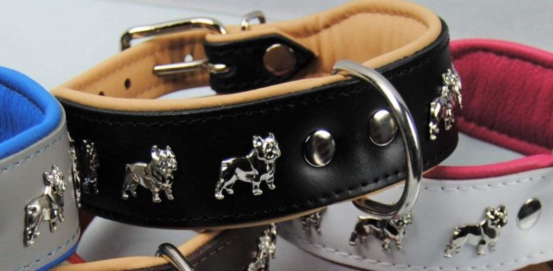 Halsband Französische Bulldogge