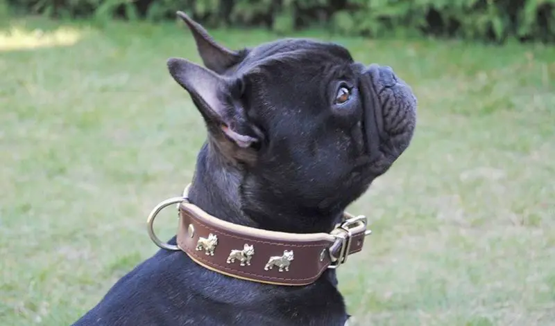 Halsband Leder Französische Bulldogge