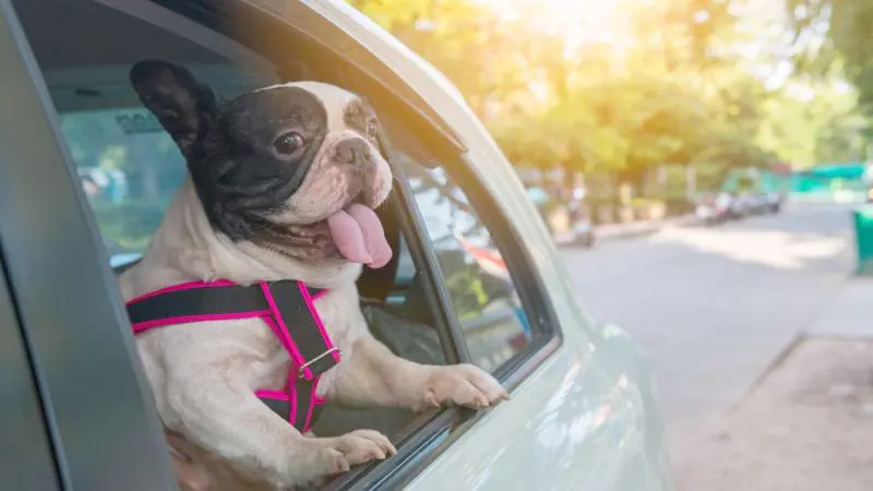 Sicherheitsgurt für Bullys im Auto