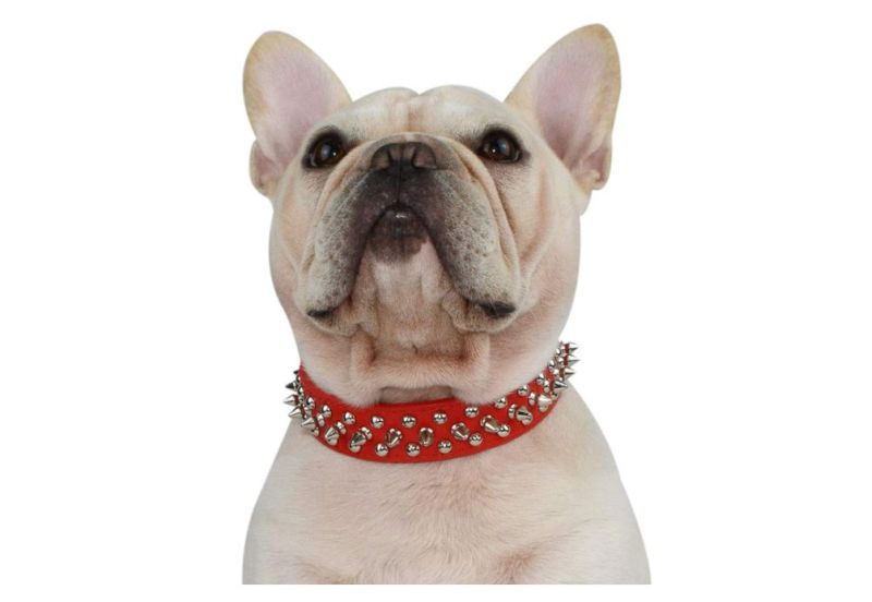 rotes Halsband Französische Bulldogge