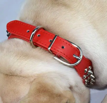 Rotes Nietenhalsband für Französische Bulldoggen