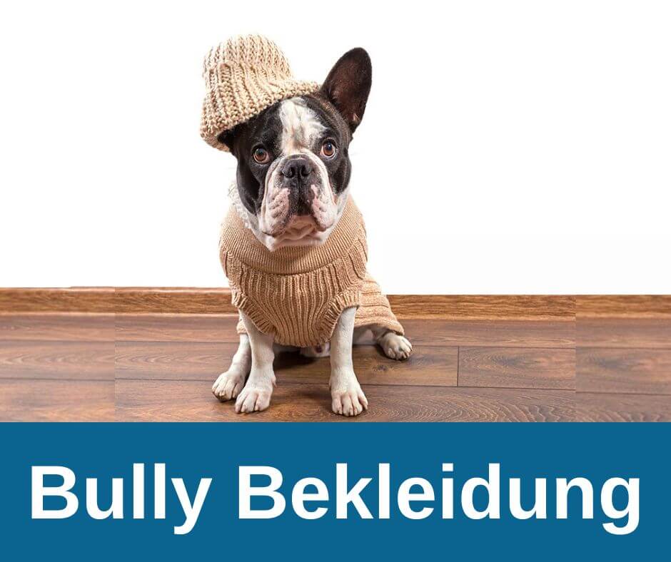 Französische Bulldogge mit Kleidung