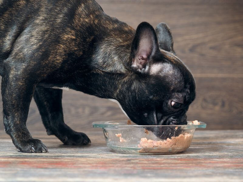 Futter für französische bulldogge - Die qualitativsten Futter für französische bulldogge auf einen Blick