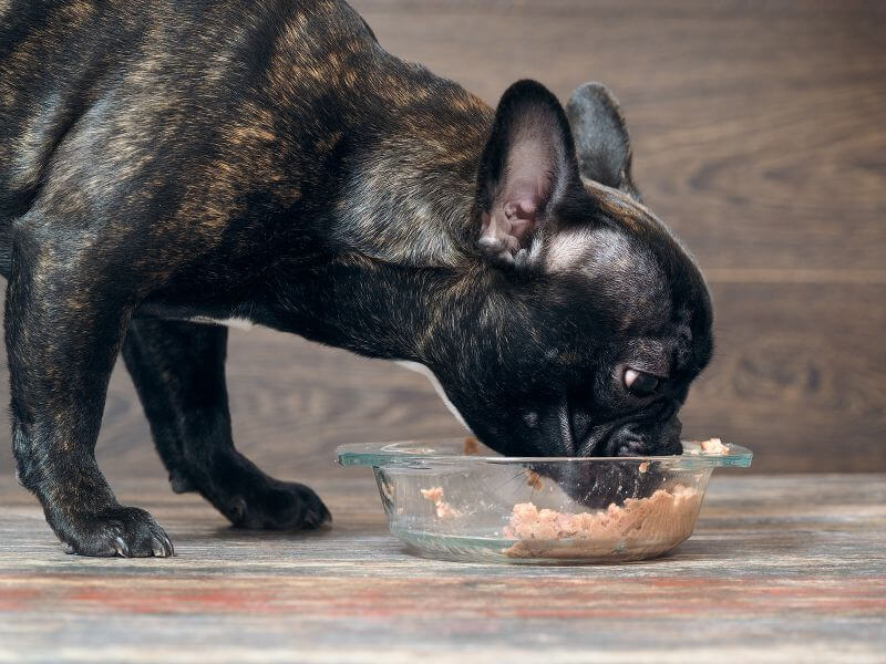 Schwarze Französische Bulldogge frisst