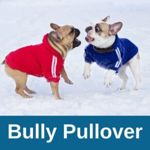 Zwei französische Bulldoggen mit Pullover