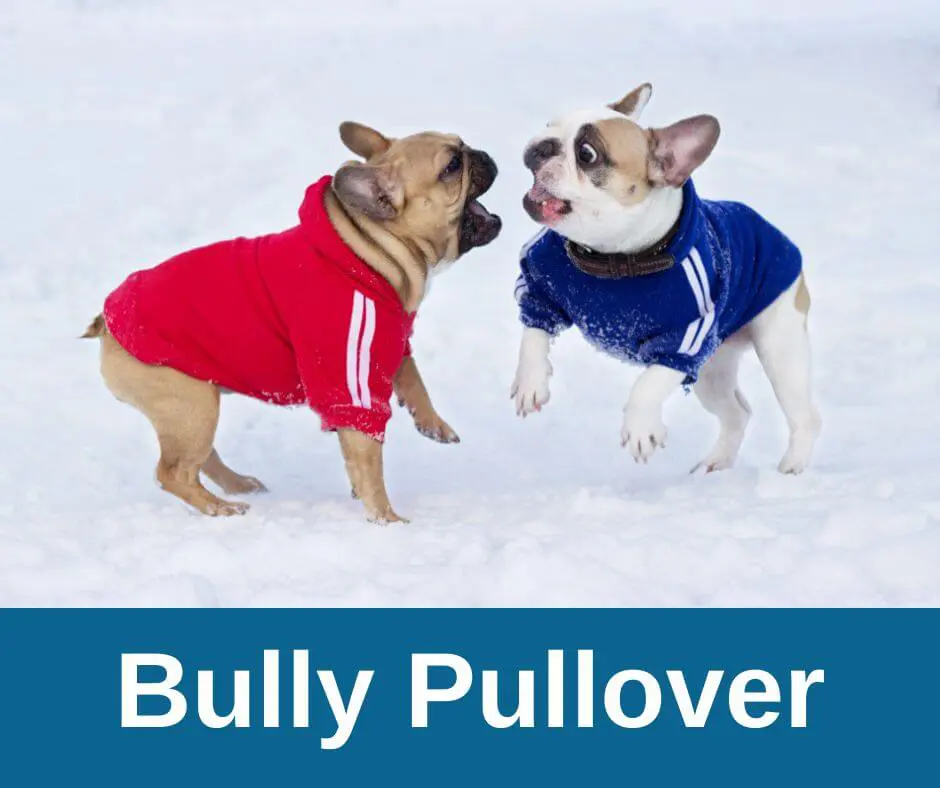 Zwei französische Bulldoggen mit Pullover